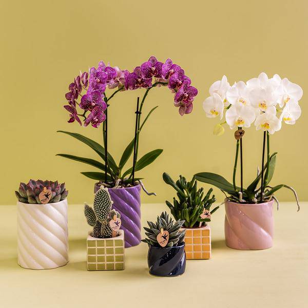 Dekotopf Candy – Rosa – Ø9cm – Keramik Blumentopf in glänzender Optik – Runde Form – Für Orchideen, Sukkulenten & Zimmerpflanzen – Plant