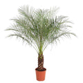 Zwerg – Dattelpalme Phoenix Roebelenii Zimmerpflanze Ø32cm ↕150cm – tropische Grünpflanze für Wohnzimmer, Büro & helle Standorte kaufen – Plant