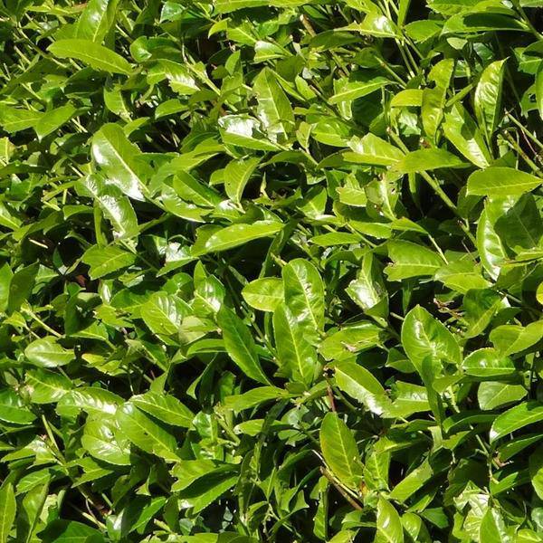 Kirschlorbeer Rotundifolia – 20 Pflanzen für 10 Meter Hecke – Immergrüne Lorbeerkirsche 125-150cm – Schnellwachsend & dicht – Plant