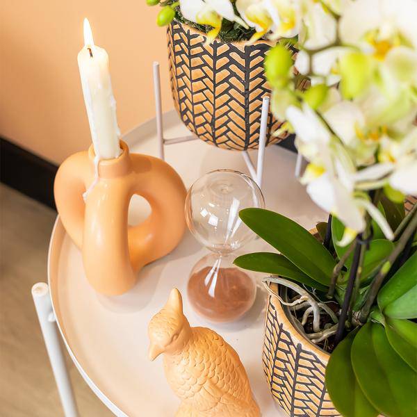 Deko – Kakadu Zimmerpflanze – pflegeleichte Grünpflanze für Wohnzimmer, Büro & helle Standorte kaufen – Plant