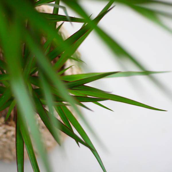 Drachenbaum Dracaena Marginata Zimmerpflanze Ø21cm ↕95cm mit dekorativem Übertopf – pflegeleichte Grünpflanze für Wohnzimmer, Büro – Plant