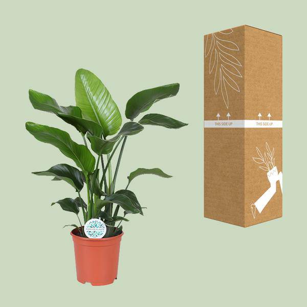 Baum – Strelitzie Strelitzia Nicolai Zimmerpflanze Ø21cm ↕80cm – tropische Grünpflanze für Wohnzimmer, Büro & helle Standorte kaufen – Plant