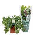 Goldtüpfelfarn Phlebodium Davana – Zimmerpflanze – Ø12cm – ↕35cm – Luftreinigender Farn – Pflegeleicht & dekorativ – Plant