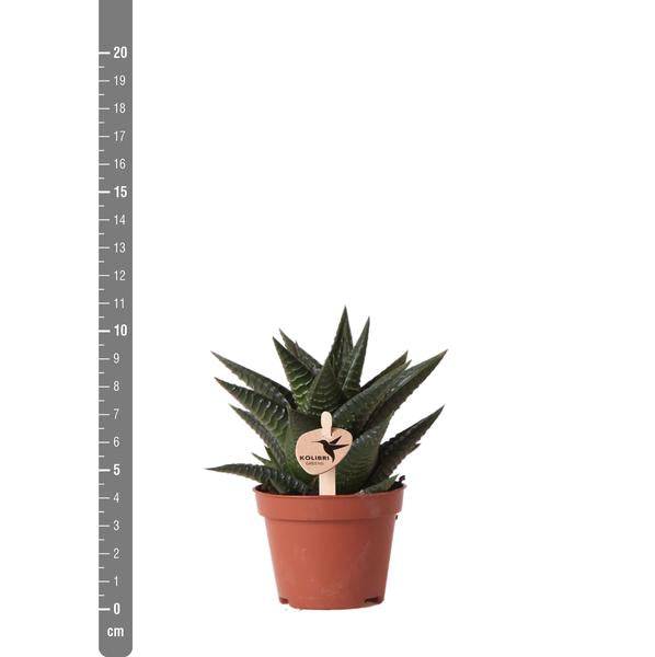 Sukkulente Haworthia Limifolia – Grüne Zimmerpflanze – Ø6cm – Pflegeleicht & Dekorativ – Perfekt für helle Standorte – Plant