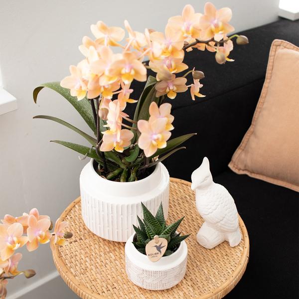 Orchideen Überraschungsbox – 4 Pflanzen Ø9cm – Frische Phalaenopsis Orchideen direkt vom Züchter – Pflegeleichte Zimmerpflanzen – Plant