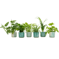 Überraschungskiste – 6 Zimmerpflanzen + Ø14cm Topf Ocean Grün – Pflegeleicht & dekorativ – Pflanzen – Mix für Zuhause & Büro – Plant