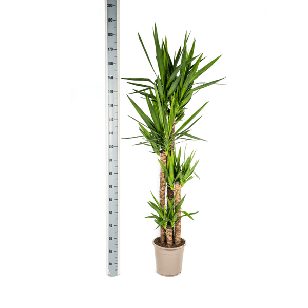 Riesen – Palmlilie Yucca Elephantipes Zimmerpflanze Ø27cm ↕160cm – pflegeleichte Grünpflanze für Wohnzimmer, Büro & helle Standorte kaufen – Plant