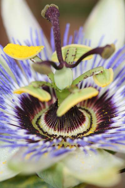 Passionsblume Blau – Passiflora caerulea – Ø15cm – ca. 65cm hoch – Winterharte Kletterpflanze mit exotischen Blüten – Für Pergola, Zaun & Rankgitter – Plant