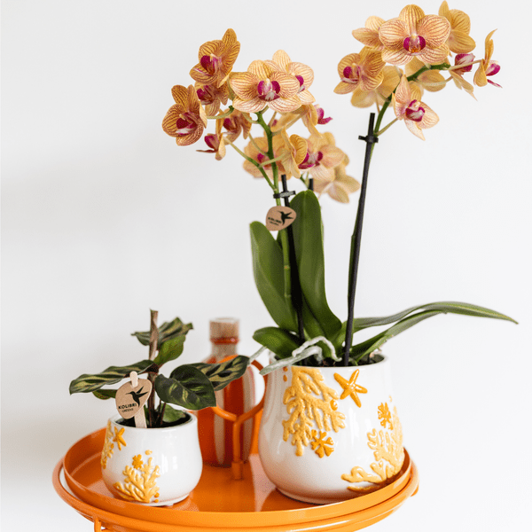 Calathea Makoyana – Pfauen – Korbmarante – Ø6cm – Luftreinigende Zimmerpflanze mit exotischem Blattmuster – Tropische Grünpflanze für Innenräume – Plant