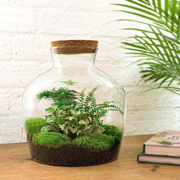 Flaschengarten DIY Set Fat Joe Grün ↕30cm – pflegeleichter Flaschengarten im Glas, Pflanzen Terrarium für Wohnzimmer & Büro – Plant