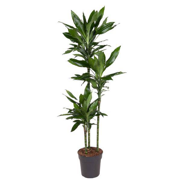 Drachenbaum – Dracaena Janet Lind 160cm – Ø24cm – Elegante Zimmerpflanze mit dunkelgrünen Blättern – Plant