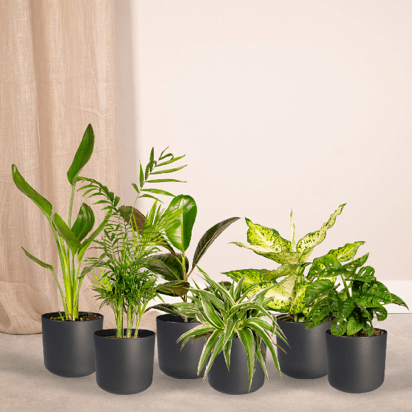 Pflanzen Überraschungsbox Ø12cm – pflegeleichtes Pflanzen Set für Urban Jungle, Fensterbank, Wohnzimmer & Büro – Plant