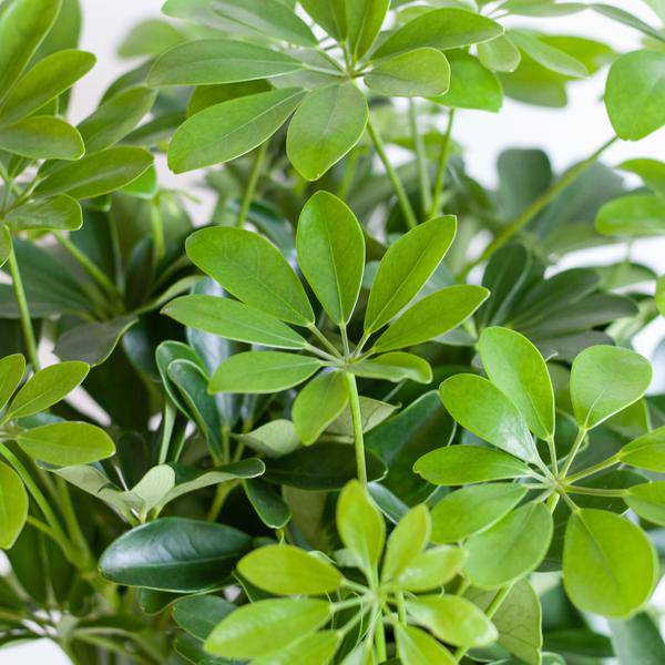 Schefflera Arboricola Nora – Birkenfeige – Zimmerpflanze inkl. Übertopf – ↕70cm – Ø21cm – Handförmige Blätter – Pflegeleicht & dekorativ – Plant