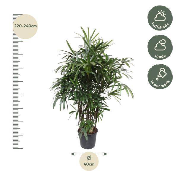 Steckenpalme Rhapis Excelsa Zimmerpflanze Ø40cm ↕190cm – tropische Grünpflanze für Wohnzimmer, Büro & helle Standorte kaufen – Plant