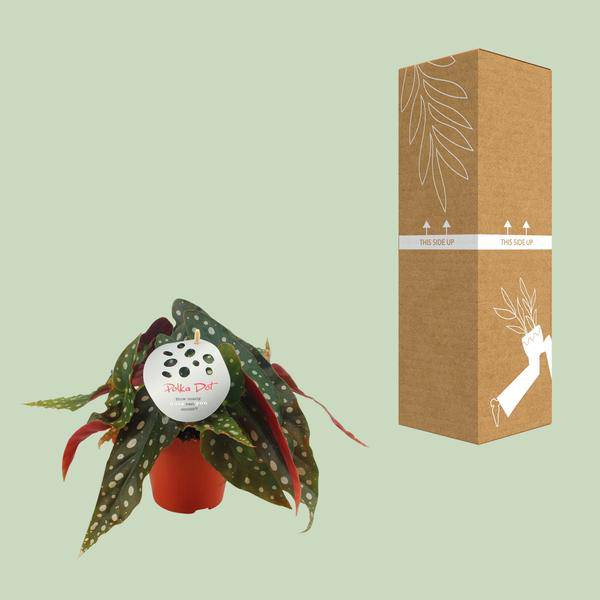 Forellenbegonie – Begonia Maculata – Zimmerpflanze – Ø12cm – ↕20cm – Dekorative Grünpflanze mit gepunkteten Blättern – Pflegeleicht & auffällig – Plant
