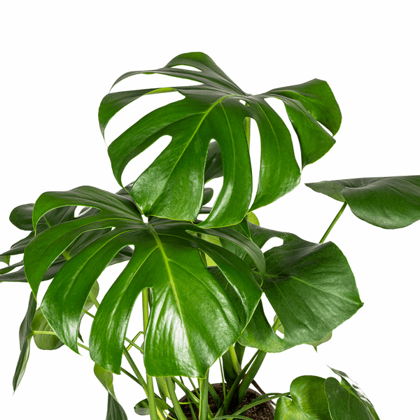Monstera Deliciosa Tauerii – Fensterblatt – Ø21cm – ↕70-90cm – Beliebte Zimmerpflanze mit dekorativen Blättern – Pflegeleicht & luftreinigend – Plant