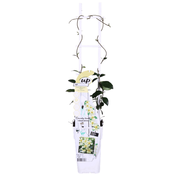 Sternjasmin Trachelospermum 'Star of Toskana' – Gelb – Immergrüne Kletterpflanze – ca. 65cm Höhe – Duftender mediterraner Jasmin für Terrasse & Balkon – Plant