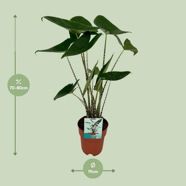 Alocasia Zebrina Elefantenohr – Ø19cm H75cm – Tropische Zimmerpflanze mit zebragestreiften Stielen – Exotischer Blickfang für Wohnzimmer & Büro – Plant