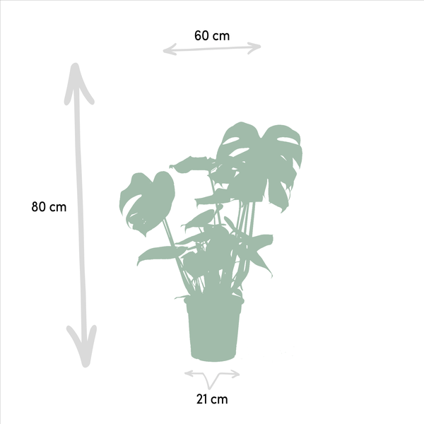 Pflanzenset Strelitzia Nicolai & Monstera Deliciosa Ø19cm Ø21cm ↕75cm – pflegeleichtes Pflanzen Set für Urban Jungle, Fensterbank, Wohnzimmer – Plant