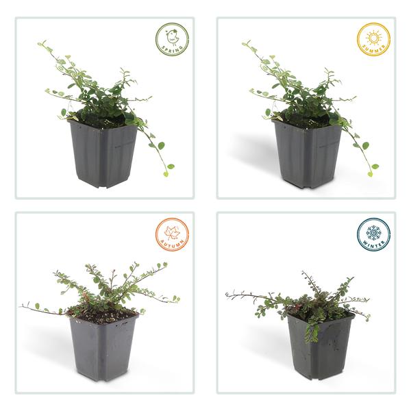Zwergmispel Cotoneaster pro 'Streib’s Findling' – 6 Pflanzen – ↕10-25cm – Ø9cm – Bodendecker mit Blüten & Beeren – Pflegeleicht & sonnig/schattig – Plant