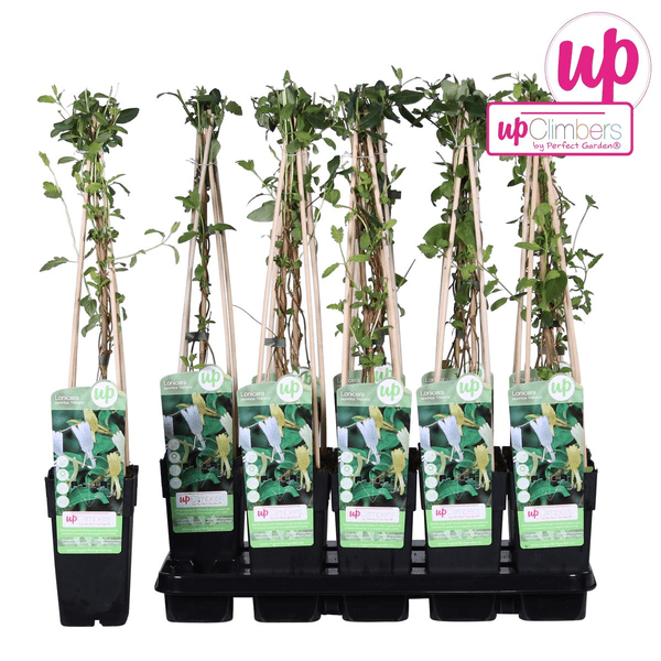 Gelbbunte Geißschlinge – Lonicera japonica ‘Halliana’ – Ø15cm x ↕65cm – Weiß – gelbe, stark duftende Kletterpflanze – Plant