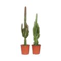 Euphorbia Grün Rot – Wolfsmilch – Zimmerpflanze – 2 Pflanzen – Ø17cm – ↕75cm – pflegeleichte Exoten für Wohnzimmer Büro oder Balkon – Plant