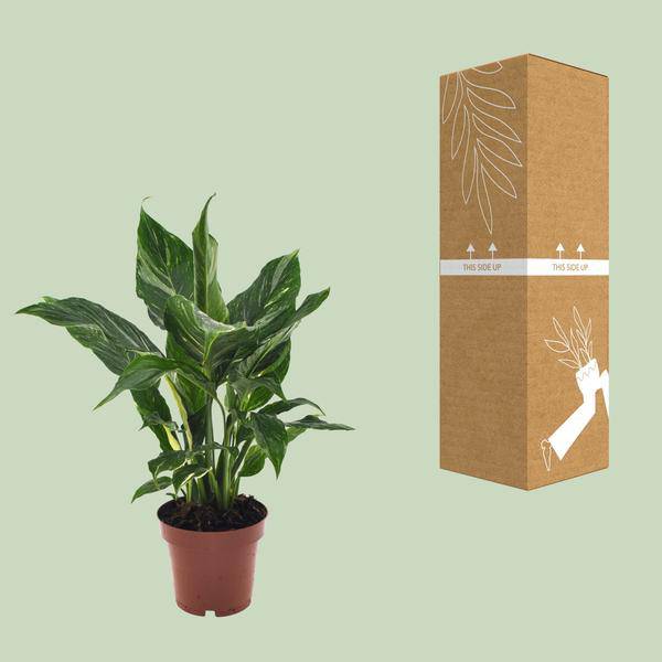Einblatt Spathiphyllum Diamant Friedenslilie Zimmerpflanze Ø12cm ↕40cm Zimmerpflanze Ø12cm ↕40cm – pflegeleichte Grünpflanze für Wohnzimmer – Plant