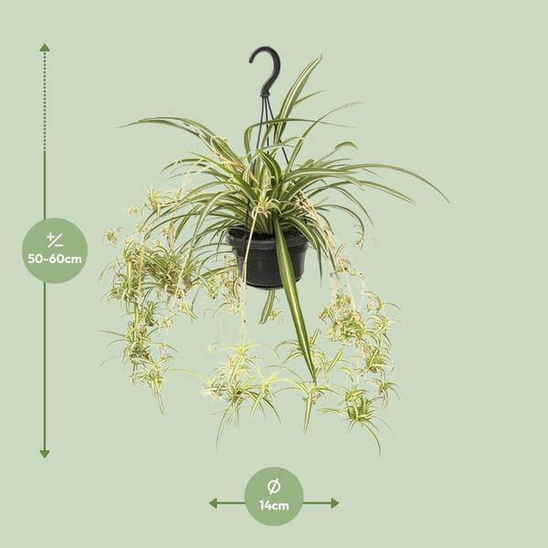 Grünlilie Chlorophytum Comosum Variegatum – Ø14cm – ↕55cm – Pflegeleichte luftreinigende Zimmerpflanze – Plant