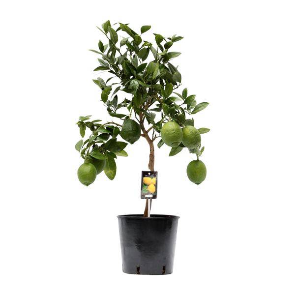Zitronenbaum – Zitruspflanze – Zitrone – Ø22cm – 80cm hoch – Plant