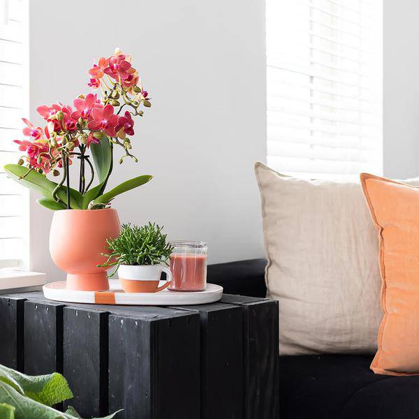 Rote Phalaenopsis – Orchidee Kongo Zimmerpflanze Ø9cm – blühende Orchidee für Wohnzimmer, Büro & helle Standorte kaufen – Plant