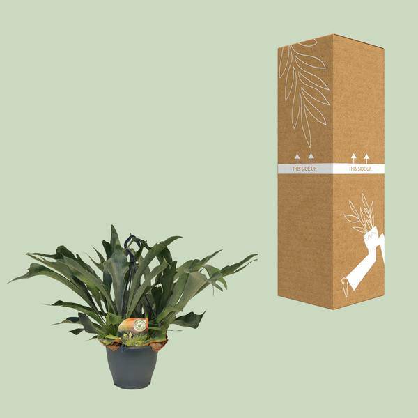 Geweihfarn Platycerium bifurcatum Zimmerpflanze Ø21cm ↕50cm – pflegeleichte Grünpflanze für Wohnzimmer, Büro & helle Standorte kaufen – Plant