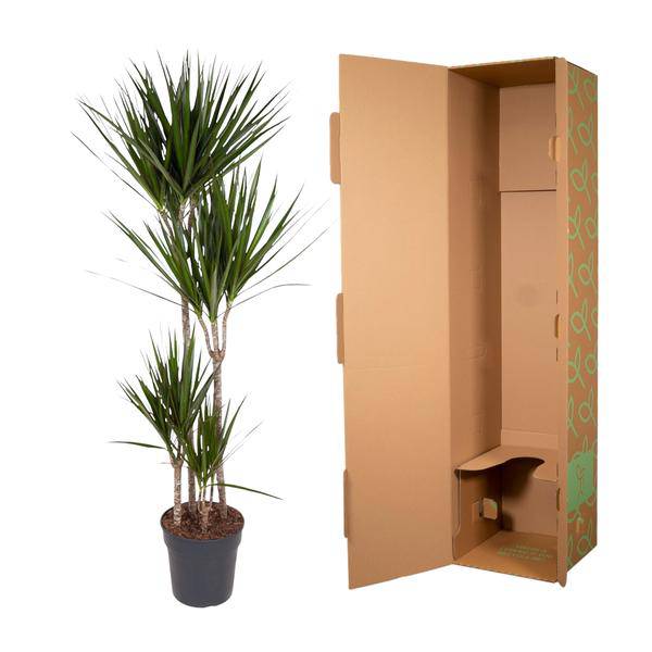 Drachenbaum Zimmerpflanze Ø27cm ↕160cm mit dekorativem Übertopf – pflegeleichte Grünpflanze für Wohnzimmer, Büro & helle Standorte kaufen – Plant