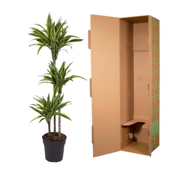 Drachenbaum Zimmerpflanze Ø24cm ↕140cm – pflegeleichte Grünpflanze für Wohnzimmer, Büro & helle Standorte kaufen – Plant