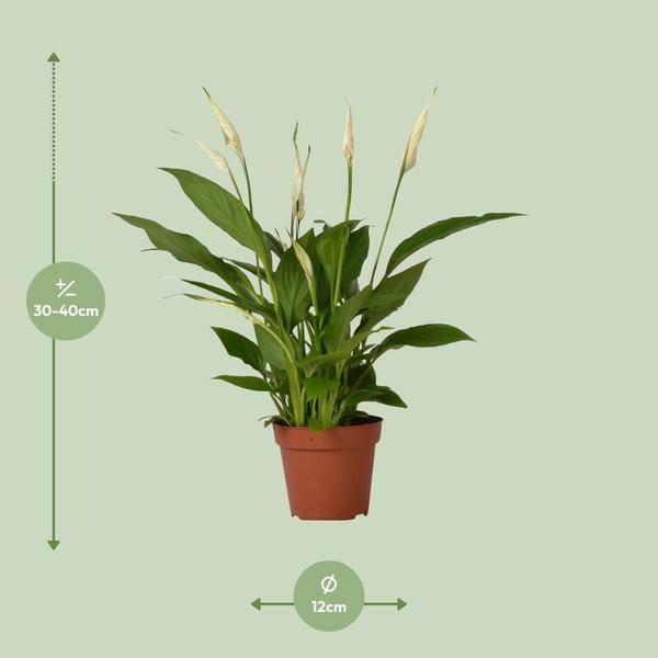 Einblatt Spathiphyllum Bingo Cupido Zimmerpflanze Ø12cm ↕45cm – pflegeleichte Grünpflanze für Wohnzimmer, Büro & helle Standorte kaufen – Plant