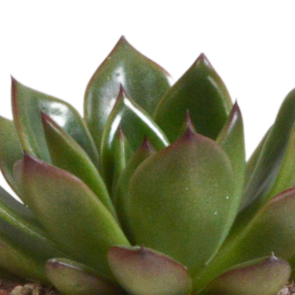 Echeveria Mix – Steinrose 3 Pflanzen – Ø8,5cm Zimmerpflanzen im Terrakotta – Topf – Verschiedene farbige Sukkulenten – Pflegeleichte Mini – Plant