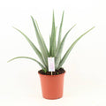 Echte Aloe Vera – Ø24cm – ca.70cm Zimmerpflanze – Große Sukkulente mit fleischigen Blättern – Plant