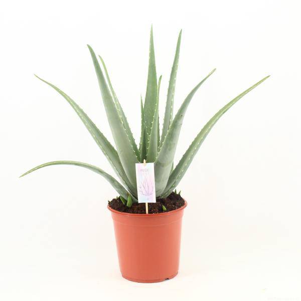 Echte Aloe Vera – Ø24cm – ca.70cm Zimmerpflanze – Große Sukkulente mit fleischigen Blättern – Plant
