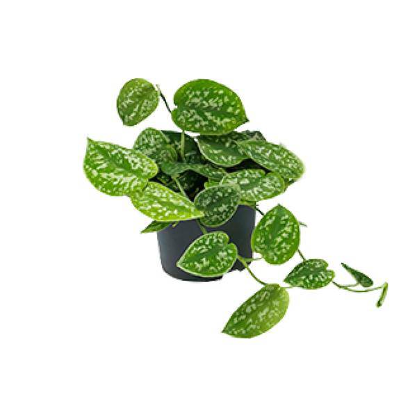 Efeutute Scindapsus Pictus Zimmerpflanze Ø12cm ↕20cm – pflegeleichte Grünpflanze für Wohnzimmer, Büro & helle Standorte kaufen – Plant