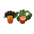 Peperomia Duo Rosso & Pilea Peperomioides – 2 Pflanzen – Ø10.5cm – ca. 15cm hoch – Stilvolle Zimmerpflanzen mit dekorativem Laub – Plant