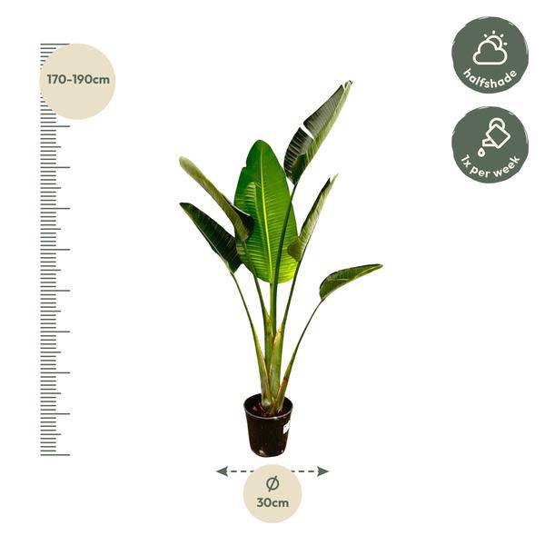 Baum – Strelitzie – Strelitzia Augusta – Weißer Paradiesvogel – Zimmerpflanze – 180cm – Ø30cm – Tropische Grünpflanze für Wohnzimmer und Büro – Plant