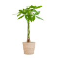 Pachira Aquatica 80cm – Glückskastanie Zimmerpflanze Ø21cm im naturfarbenen Seegras – Korb Sofia – Geldbaum mit geflochtenem Stamm – Plant
