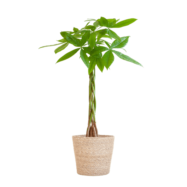 Pachira Aquatica 80cm – Glückskastanie Zimmerpflanze Ø21cm im naturfarbenen Seegras – Korb Sofia – Geldbaum mit geflochtenem Stamm – Plant
