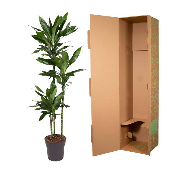 Drachenbaum – Dracaena Janet Lind 160cm – Ø24cm – Elegante Zimmerpflanze mit dunkelgrünen Blättern – Plant