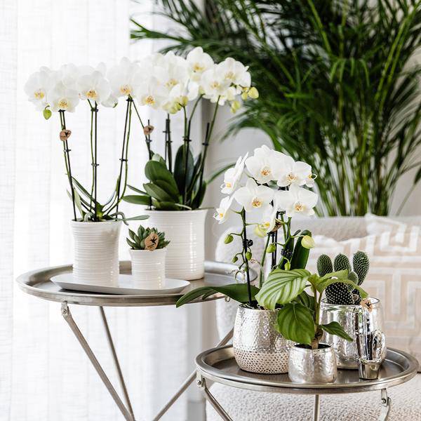 Blumentopf Elite Silber – Ø9cm – Glänzender Keramik Übertopf – Dekorativer Pflanztopf für Zimmerpflanzen – Keramiktopf für stilvolle Innendeko – Plant
