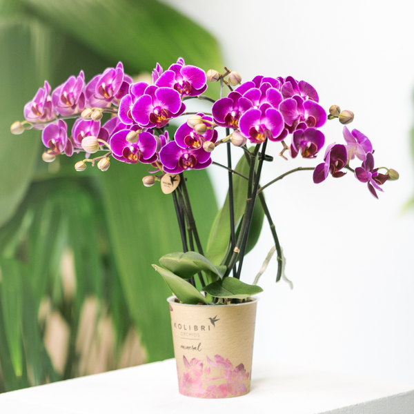 Phalaenopsis Orchidee Lilac Morelia – Zimmerpflanze – Ø9cm – Fliederfarbene Blütenpracht – Plant