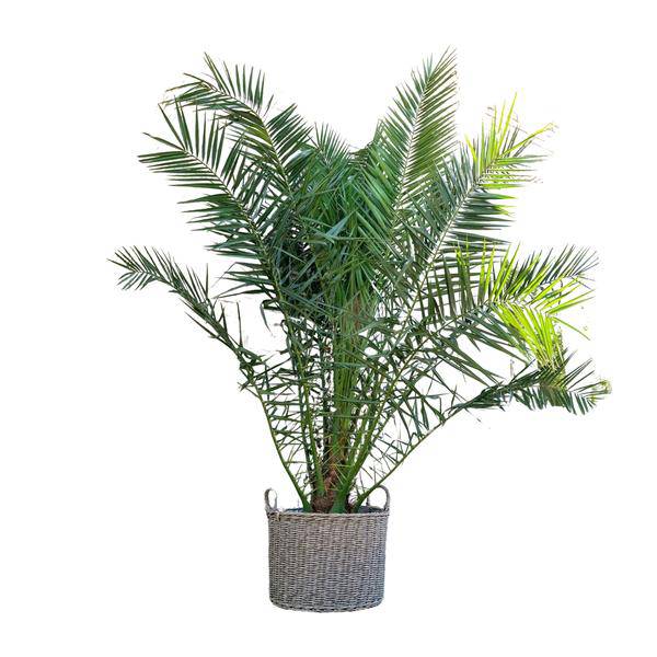 Phönix Canariensis Zimmerpflanze Ø50cm ↕300cm – tropische Grünpflanze für Wohnzimmer, Büro & helle Standorte kaufen – Plant