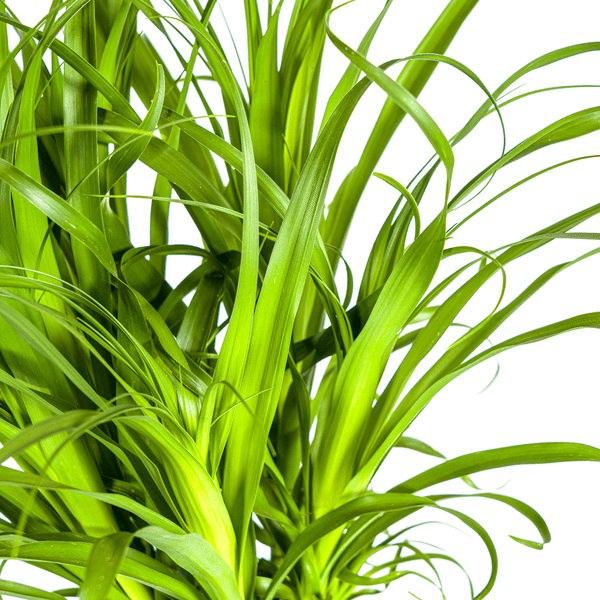 Beaucarnea Recurvata – Elefantenfuß – Zimmerpflanze – Ø27cm – ↕120cm – Pflegeleichte Sukkulente mit markantem Stamm – Luftreinigende Pflanze für Zuhause & Büro – Plant