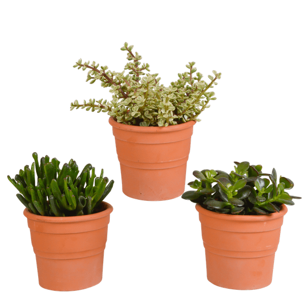Crassula Mix – Dickblatt 3 Pflanzen – Ø10,5cm Zimmerpflanzen im Terrakotta – Topf – Verschiedene Sukkulenten im mediterranen Tontopf – Plant