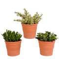 Crassula Mix – Dickblatt 3 Pflanzen – Ø10,5cm Zimmerpflanzen im Terrakotta – Topf – Verschiedene Sukkulenten im mediterranen Tontopf – Plant
