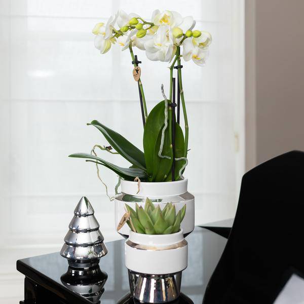Phalaenopsis Orchidee Weiß – Amabilis – Ø9cm x H40cm – Le Chic Deko – Topf Silber – Blühende Zimmerpflanze mit 2-3 Zweigen – Plant